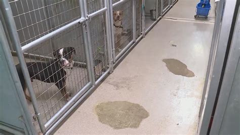 Local dog shelter scrambling to house 100+ dogs ahead of emergency repairs